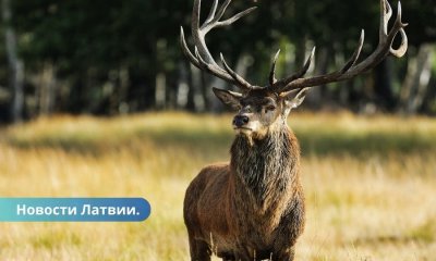 В Латвии начался сезон охоты на взрослых самцов благородного оленя.