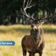 В Латвии начался сезон охоты на взрослых самцов благородного оленя.