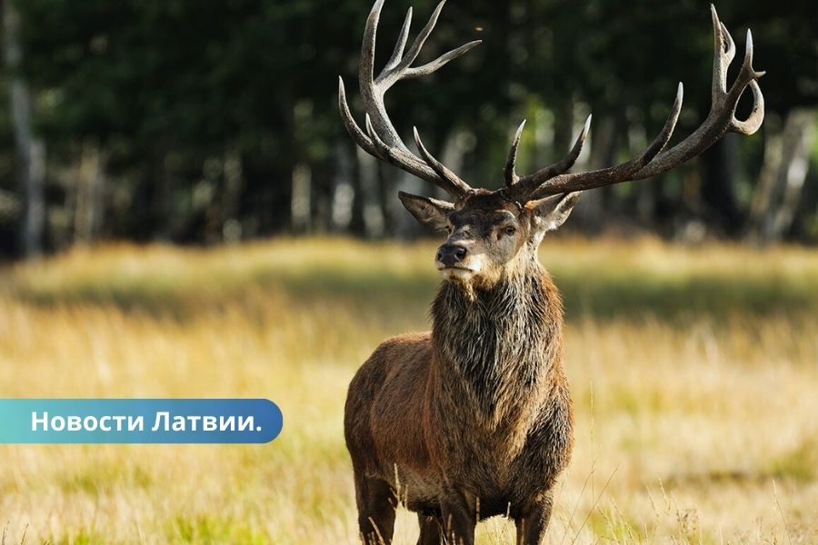 В Латвии начался сезон охоты на взрослых самцов благородного оленя.