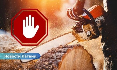 Новый норматив ЕС лишит работы несколько тысяч работников отрасли деревообработки.