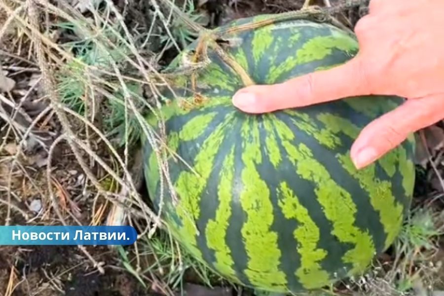 ВИДЕО: в Латгалии люди пошли по грибы а нашли арбуз.