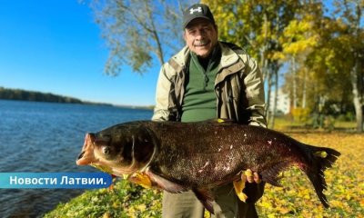 Невероятно редкий улов в Даугаве - гигантский пестрый толстолобик.