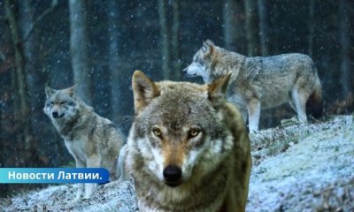 ВИДЕО ⟩ волки в Латгалии загрызли семь собак - жители боятся за свою безопасность.