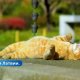 До +25°C! Синоптики обещают теплую неделю в Латвии.