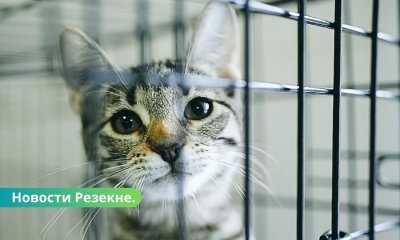 Май в Резекненском приюте: коты и собаки ищут тёплый дом.