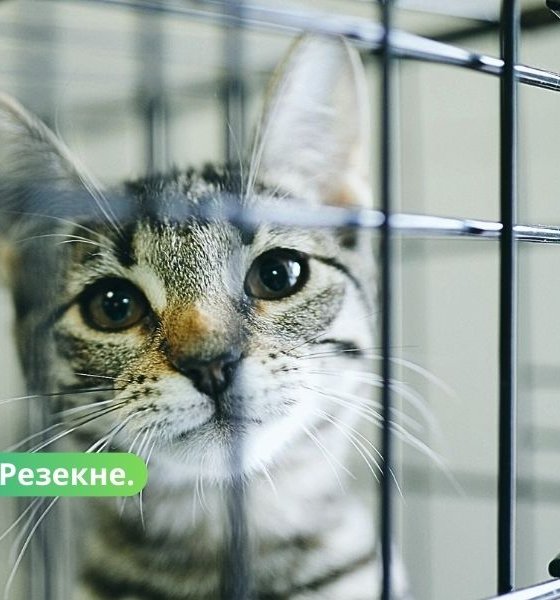 Май в Резекненском приюте: коты и собаки ищут тёплый дом.