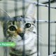 Май в Резекненском приюте: коты и собаки ищут тёплый дом.