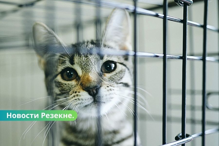Май в Резекненском приюте: коты и собаки ищут тёплый дом.