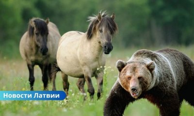 Медведь напал на лошадь в Латвии: ее пришлось усыпить.