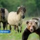 Медведь напал на лошадь в Латвии: ее пришлось усыпить.