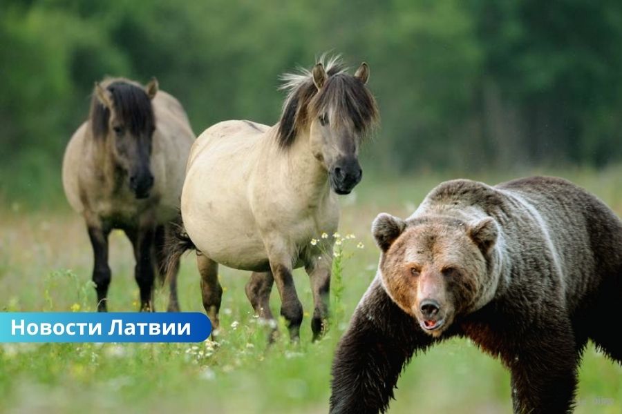 Медведь напал на лошадь в Латвии: ее пришлось усыпить.