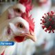 В Латвии зафиксирован первый случай птичьего гриппа H5N1 в домашнем хозяйстве.