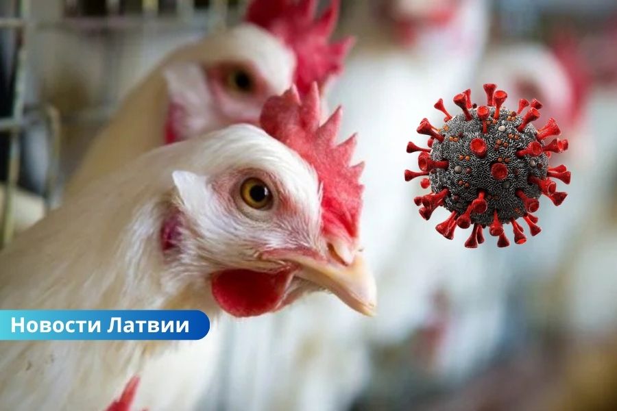 В Латвии зафиксирован первый случай птичьего гриппа H5N1 в домашнем хозяйстве.