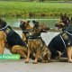 В Латгалии стартуют международные соревнования кинологов.