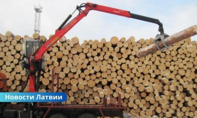Увеличение лесозаготовок может пополнить бюджет на 100 миллионов евро в год.