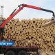 Увеличение лесозаготовок может пополнить бюджет на 100 миллионов евро в год.