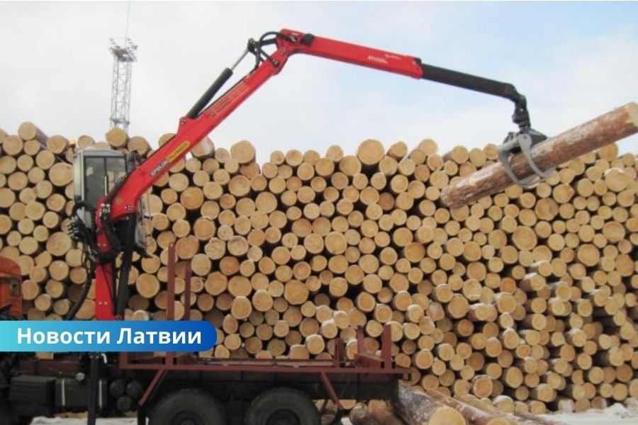 Увеличение лесозаготовок может пополнить бюджет на 100 миллионов евро в год.