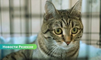 В Резекненском приюте — 11 котов и 3 собаки в поисках дома.