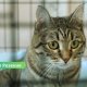 В Резекненском приюте — 11 котов и 3 собаки в поисках дома.