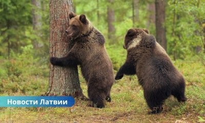 В лесах Латвии замечены дикие медведи: названы регионы повышенного риска.