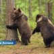 В лесах Латвии замечены дикие медведи: названы регионы повышенного риска.