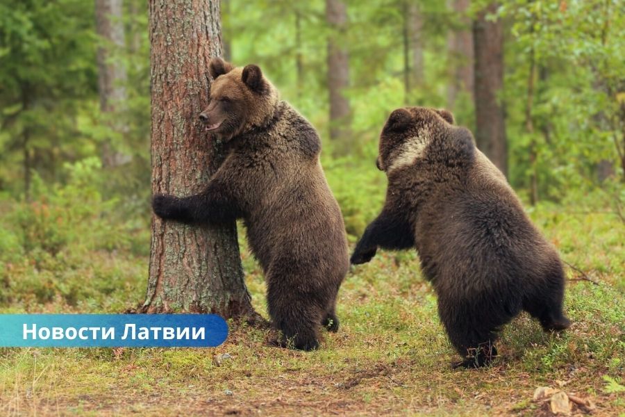 В лесах Латвии замечены дикие медведи: названы регионы повышенного риска.