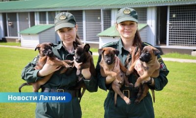 У латвийских пограничников - пополнение: очаровательные щенки.