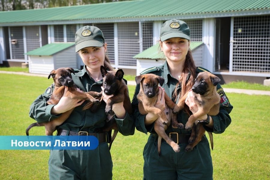 У латвийских пограничников - пополнение: очаровательные щенки.