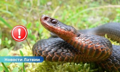 Укус гадюки — смертельная угроза: в Латвии нет противоядия для собак.