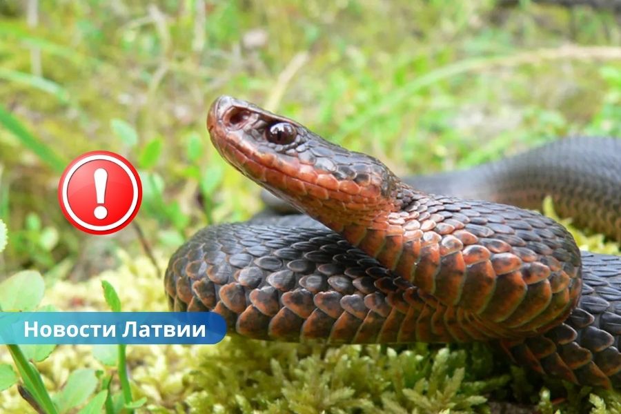 Укус гадюки — смертельная угроза: в Латвии нет противоядия для собак.