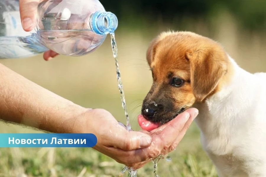 Четверг в Латвии станет самым жарким днем с прошлого лета.