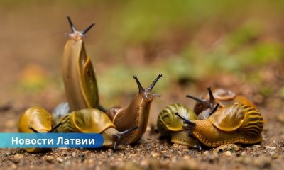 Испанские слизни заполонили Латвию: садоводы бьют тревогу.