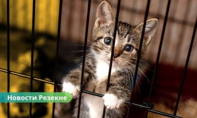 В Резекненском приюте 10 собак и 10 котов ищут дом.