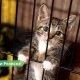 В Резекненском приюте 10 собак и 10 котов ищут дом.