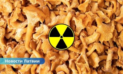 В Латвию не пропустили партию лисичек из России: подозрение на радиоактивное загрязнение.