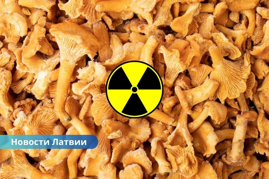 В Латвию не пропустили партию лисичек из России: подозрение на радиоактивное загрязнение.