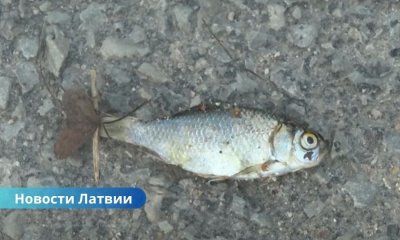 ВИДЕО ⟩ После ливней дорогу в Екабпилсском крае засыпало рыбой.
