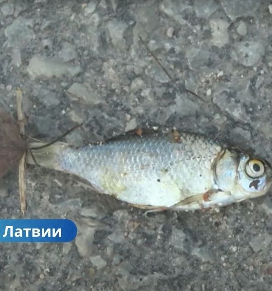 ВИДЕО ⟩ После ливней дорогу в Екабпилсском крае засыпало рыбой.