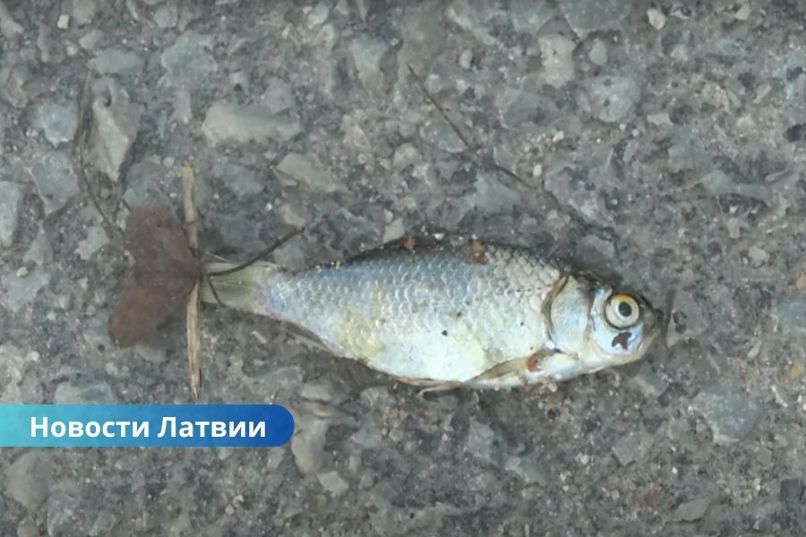 ВИДЕО ⟩ После ливней дорогу в Екабпилсском крае засыпало рыбой.