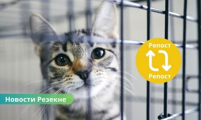 В Резекненском приюте – десятки пушистых сердец в поисках дома.