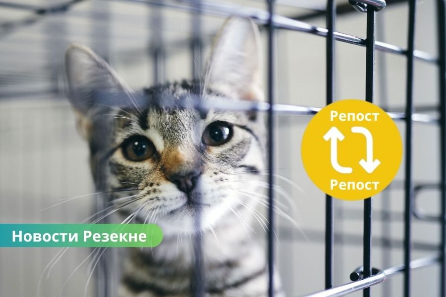 В Резекненском приюте – десятки пушистых сердец в поисках дома.