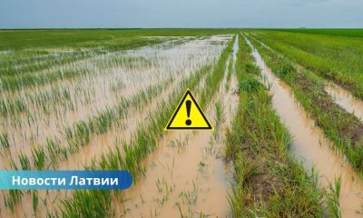 В Латвии объявлено чрезвычайное положение в сельском хозяйстве — фермеры терпят многомиллионные убытки.