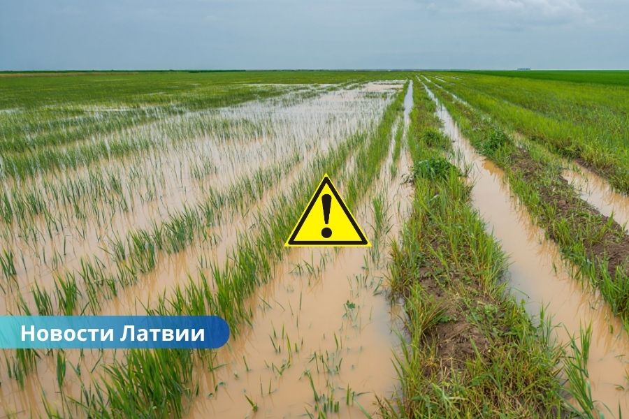 В Латвии объявлено чрезвычайное положение в сельском хозяйстве — фермеры терпят многомиллионные убытки.