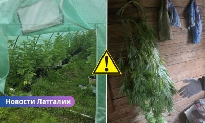 полиция Латгалии, плантация марихуаны, теплица, наркотики в Краславе, обыск, изъятие марихуаны, уголовное дело, незаконный оборот наркотиков, криминальные новости Латвии, полиция Латвии. В Латгалии обнаружена плантация марихуаны: полиция изъяла десятки растений и готовую продукцию.