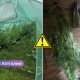 полиция Латгалии, плантация марихуаны, теплица, наркотики в Краславе, обыск, изъятие марихуаны, уголовное дело, незаконный оборот наркотиков, криминальные новости Латвии, полиция Латвии. В Латгалии обнаружена плантация марихуаны: полиция изъяла десятки растений и готовую продукцию.