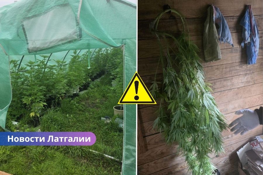 полиция Латгалии, плантация марихуаны, теплица, наркотики в Краславе, обыск, изъятие марихуаны, уголовное дело, незаконный оборот наркотиков, криминальные новости Латвии, полиция Латвии. В Латгалии обнаружена плантация марихуаны: полиция изъяла десятки растений и готовую продукцию.