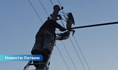 Латвия, спасение аиста, линии электропередачи, Sadales tīkls, дикая природа, безопасность В Латвии супруги спасли застрявшего аиста, но энергетики предупредили об опасности.