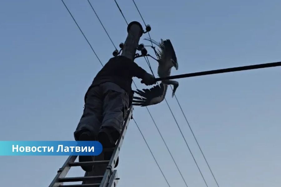 Латвия, спасение аиста, линии электропередачи, Sadales tīkls, дикая природа, безопасность В Латвии супруги спасли застрявшего аиста, но энергетики предупредили об опасности.