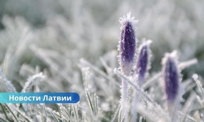 В ночь на четверг в Латвии прогнозируют первые осенние заморозки.