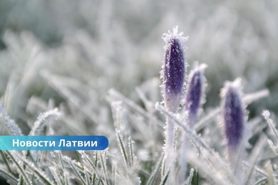 В ночь на четверг в Латвии прогнозируют первые осенние заморозки.